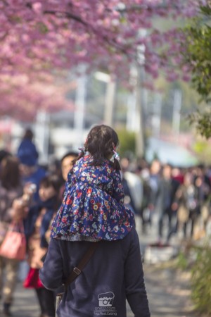 japan_sakura-06745