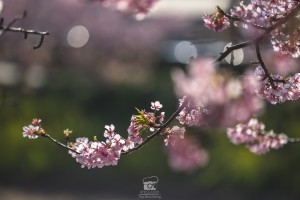 japan_sakura-06759