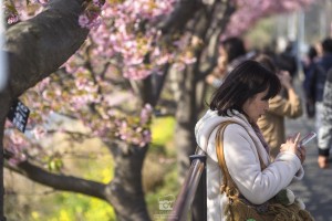 japan_sakura-06767