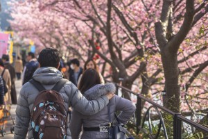 japan_sakura-06778
