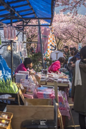 japan_sakura-06795