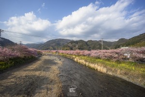 japan_sakura-06803