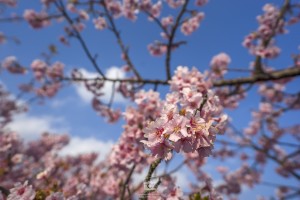 japan_sakura-06824
