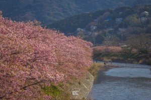japan_sakura-2