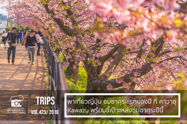 รีวิวพาชมซากุระแรกของปี ที่ คาวาซุ Kawazu พร้อมชี้เป้าปีนี้,sakura,cherry,blossom,festival,kawazu,ซากุระ,ไดฟุกุ,สตอเบอร์รี่,โตเกียว,ฟูจิ,คาวากูจิโกะ.toocool,rent,car,รถเช่า,ญี่ปุ่น