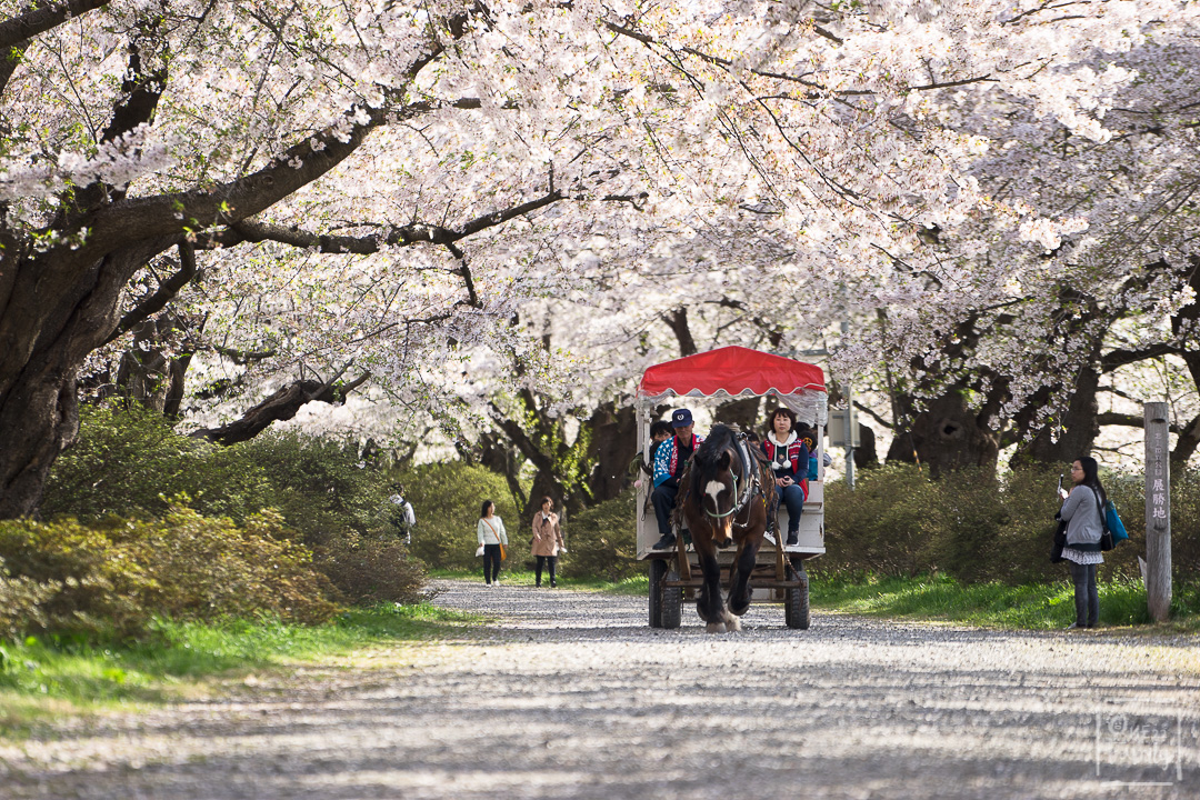 พาไปชม Cherry Blossom ซากุระที่ภูมิภาคโทโฮคุ อย่าพลาดกันนะ ,kkday, tohoku , cherry blossom ,view point ,จุดชมซากุระ,kitakami tenshoji park,iwate ,morioka park,iewate park,จังหวัด,อาโอโมริ,aomori,เทศกาลเด็กผู้ชาย,golden week