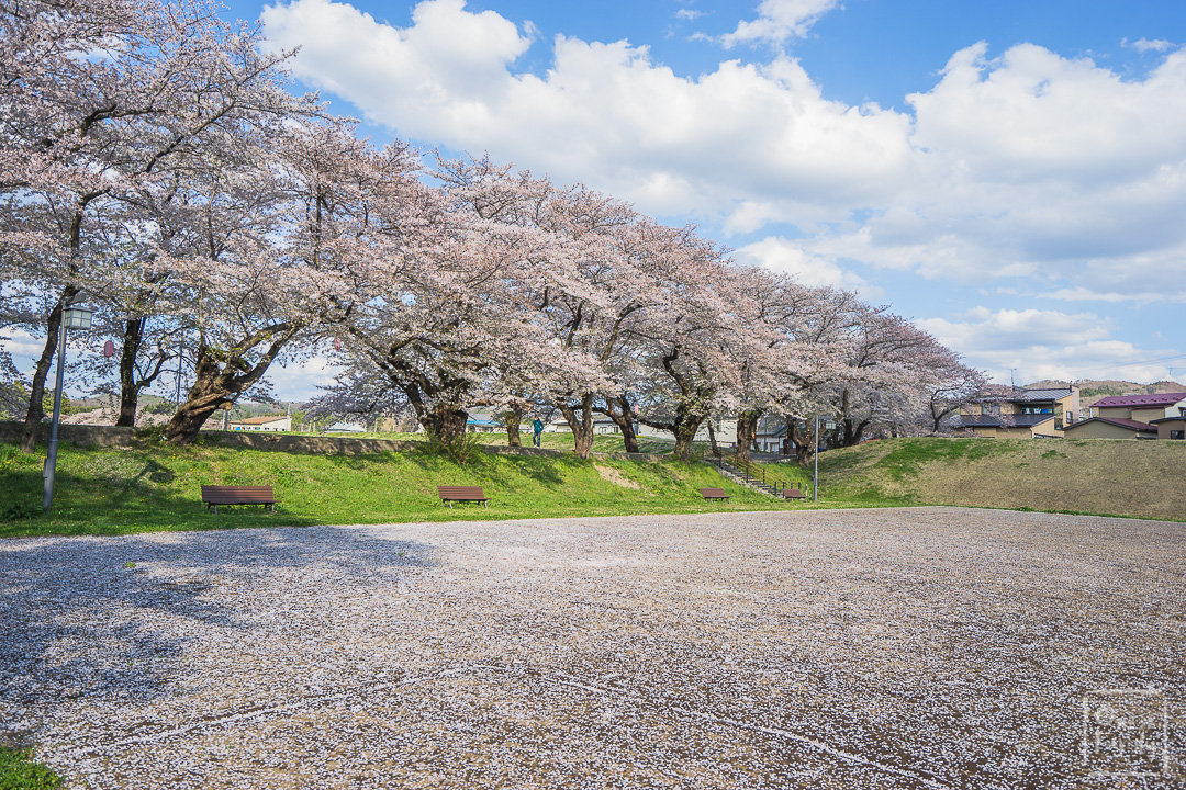 พาไปชม Cherry Blossom ซากุระที่ภูมิภาคโทโฮคุ อย่าพลาดกันนะ ,kkday, tohoku , cherry blossom ,view point ,จุดชมซากุระ,kitakami tenshoji park,iwate ,morioka park,iewate park,จังหวัด,อาโอโมริ,aomori,เทศกาลเด็กผู้ชาย,golden week