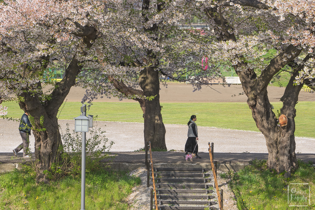 พาไปชม Cherry Blossom ซากุระที่ภูมิภาคโทโฮคุ อย่าพลาดกันนะ , tohoku , cherry blossom ,view point ,จุดชมซากุระ,kitakami tenshoji park,iwate ,morioka park,iewate park,จังหวัด,อาโอโมริ,aomori,เทศกาลเด็กผู้ชาย,golden week