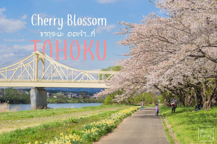 พาไปชม Cherry Blossom ซากุระที่ภูมิภาคโทโฮคุ อย่าพลาดกันนะ , tohoku , cherry blossom ,view point ,จุดชมซากุระ,kitakami tenshoji park,iwate ,morioka park,iewate park,จังหวัด,อาโอโมริ,aomori,เทศกาลเด็กผู้ชาย,golden week