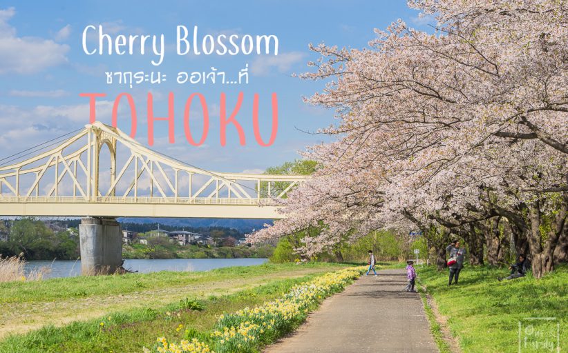 พาไปชม Cherry Blossom ซากุระที่ภูมิภาคโทโฮคุ อย่าพลาดกันนะ