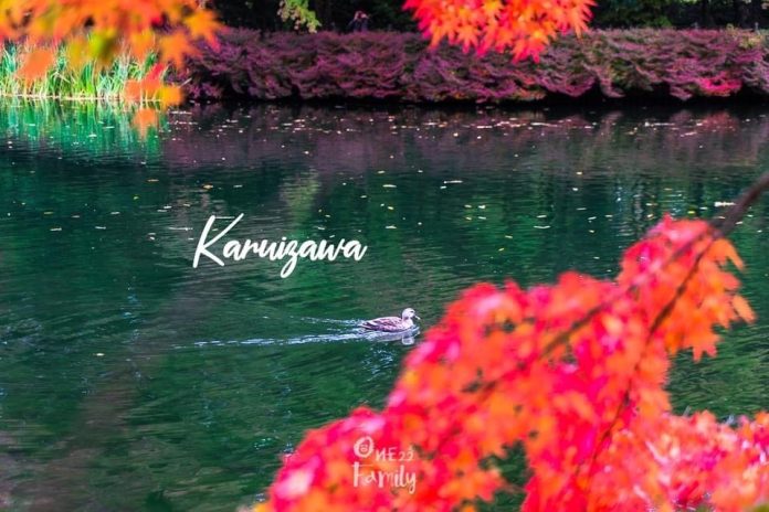 Plan Trip Autumn Leaves Nagano,karuizawa,matsumoto,kappa bridge,kamikochi,คามิโคชิ,นากาโนะ,น่ากาโน่,ปราสาทมัตสึโมโตะ,20จุดเที่ยวใบไม้เปลี่ยนสีนากาโน่