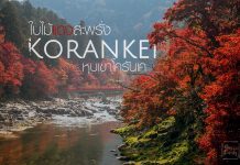 Korankei เมืองดอกไม้เเดงอันงดงาม korankei japan
